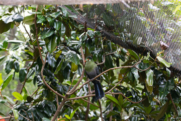 Green bird