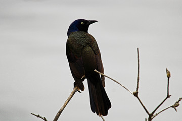 Common Grackle sitting on a branch with a gray background