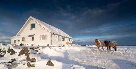 Two horses standing by cabin in deep snow, Iceland, Europe.