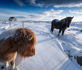 Horses standing in snow covered landscape, close up, Iceland, Europe.