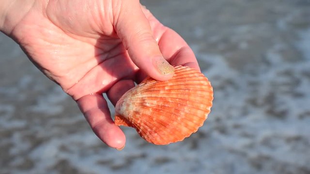 Sea cockleshell in a hand. Beach.