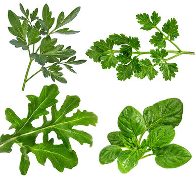 Parsley, Arugula, Spinach  Isolated On White