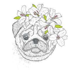 A beautiful pug in a wreath of lilies. Lovely puppy in a flower wreath. Pedigree dog. Vector illustration for a postcard or a poster, print for clothes.
