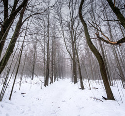 Low angle view of woods in winter, at day, Ontario, Canada.