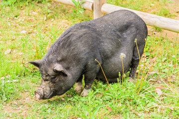 黒豚 © キャプテンフック