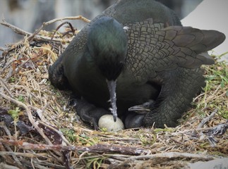 Baby Shag waiting for sibling