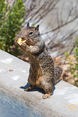 California ground squirrel standing on a wall and eating food held between its paws.  