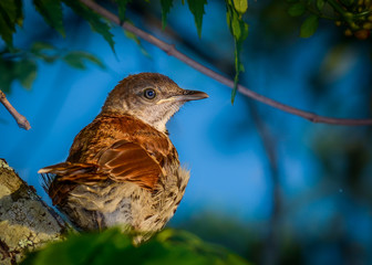 baby brown thrush