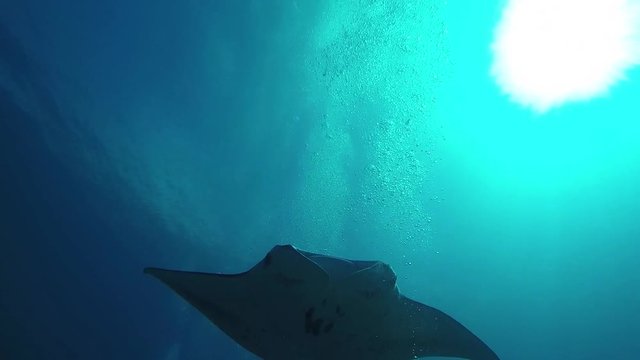 A large manta ray cruising over divers at a cleaning station at moofushi reef in the Maldives