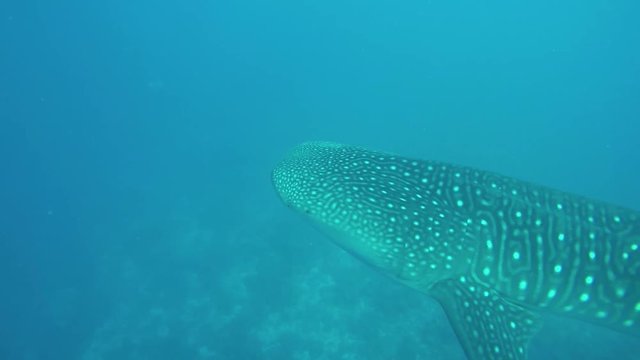 Whale shark swimming by during a scuba dive at the Maldives atoll