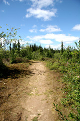 Fototapeta na wymiar Pathway in Woods