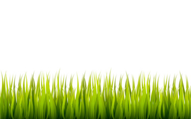 Fototapeta na wymiar High quality realistic grass border. Vector illustration element for different uses
