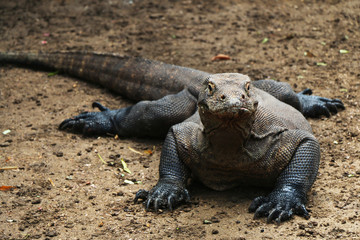 Komodo dragon front view on brown soil in Komodo island, Indonesia.