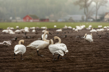 Trumpeter Swans in the Skagit Valley, Washington. One of Washington’s most spectacular events is the return of the migrating birds to the Skagit Valley. Thousands return in the winter to feed.   