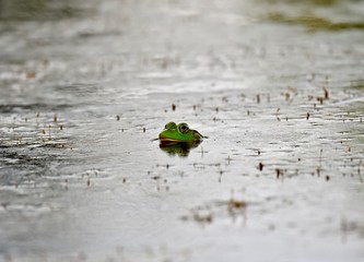 American bullfrog (Lithobates catesbeianus)
