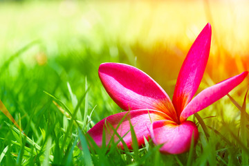 Plumeria on the grass with lens flare effect.Color full Concept.Selective focus