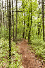 Shoolman Preserve trail