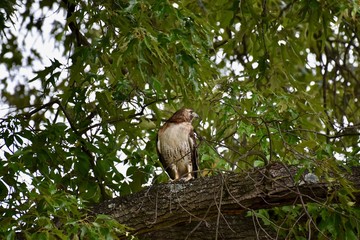 Red-tailed hawk (Buteo jamaicensis)