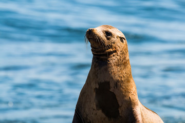 California sea lion with a blue ocean background at La Jolla Cove in San Diego County in the state of California.  