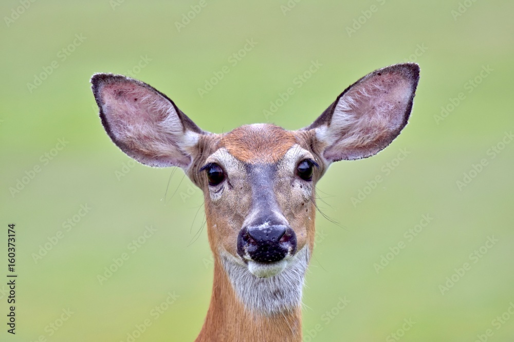 Wall mural White-tailed deer (Odocoileus virginianus) doe