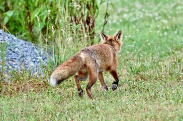 Red fox (Vulpes vulpes)