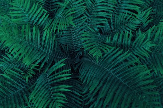 Beautiful green fern with long leaves in the forest