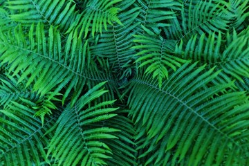 Beautiful green fern with long leaves in the forest