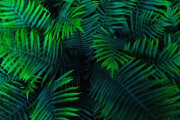Beautiful green fern with long leaves in the forest