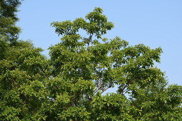 ナンジャモンジャの木