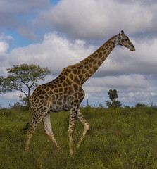 Giraffe and Sabi Sand 0002-A giraffe walking in the nature reserve.