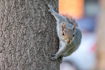 Fotobehang Eekhoorn Grijze eekhoorn op een boom