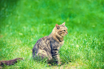 Naklejka na ściany i meble Cat sitting in a green grass