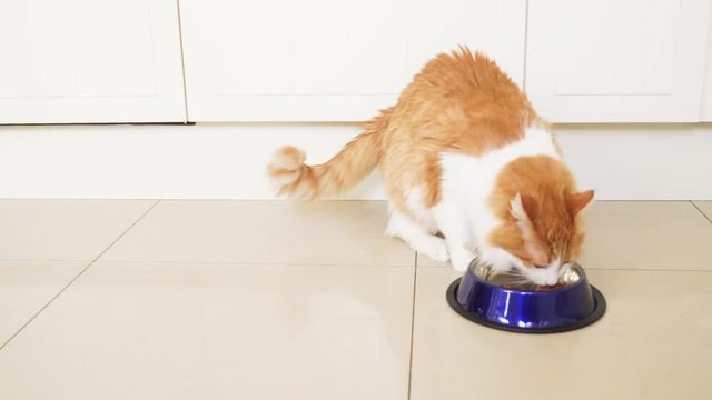 ginger fluffy cat running to bowl and eating