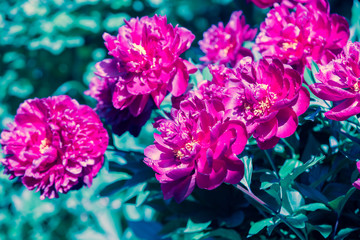 Fototapeta premium Red vintage blooming peony in a garden