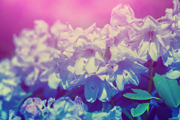 Fototapeta na wymiar Azalea flowers in a park. Gradient color