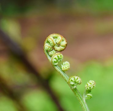 Curled fern fiddlehead plant