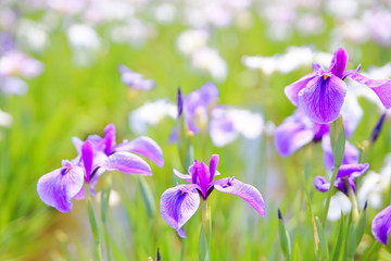 ハナショウブ 菖蒲 花菖蒲 Iris