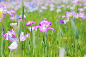 ハナショウブ 菖蒲 花菖蒲 Iris
