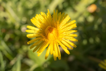dandelion in the foreground