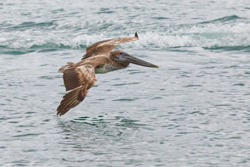 brown_pelican_flying_over_ocean
