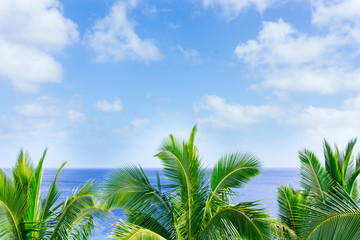 Tropical scene palm trees and fronds swaying in breeze over ocean with fronds breaking distant horizon and below sky.