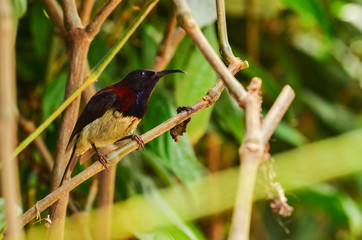 Colorful Humming Bird perched on a twig over blur background
