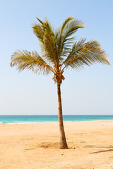   in oman   beach sky  palm