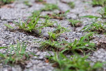 Grass inserted on asphalt road.
