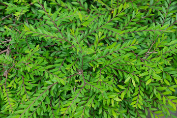 Green leaves