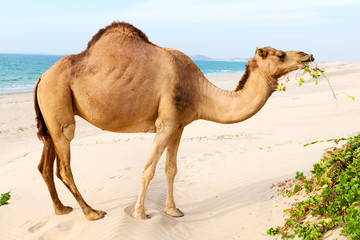in oman empty quarter of desert a free dromedary near the  sea