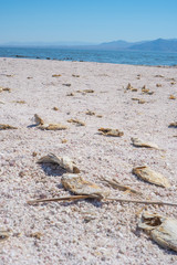 Salton Sea, Southern California 