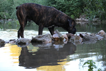 chien avec son reflet dans l'eau cane corso