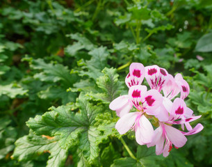 Impatiens tinctoria