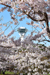 満開の桜に囲まれた五稜郭タワー